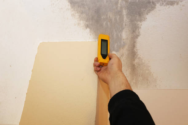 Best Post-Construction Mold Inspection  in Sunland Park, NM