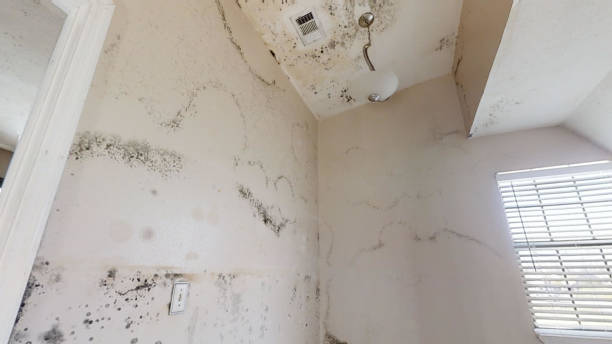 Best Dehumidification Services  in Sunland Park, NM