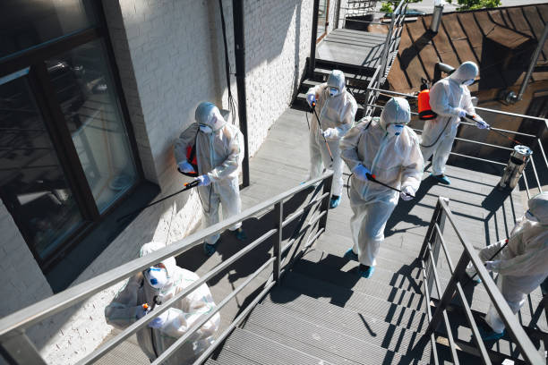 Best Basement Mold Removal  in Sunland Park, NM