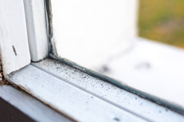 Professional Mold Removal in Sunland Park, NM