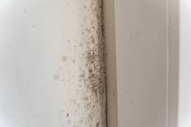 Best Real Estate Mold Inspection  in Sunland Park, NM